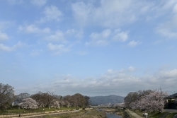 北山エリアの鴨川。