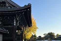 西本願寺も銀杏が素晴らしくきれいでした！