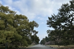 これから新緑が楽しみな御所。