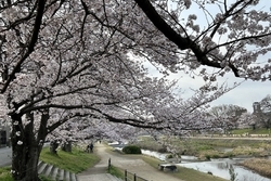 鴨川は桜が見頃です。
