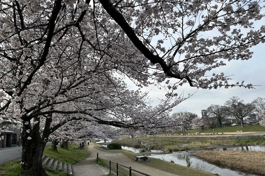 京都｜マンション入居者募集情報